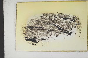 Plane Polarized, S13277