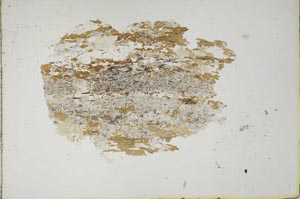 Plane Polarized, S13294