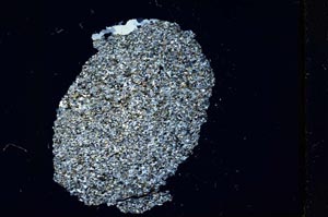 Cross Polarized, S13295