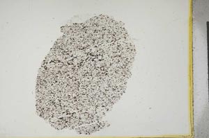 Plane Polarized, S13295