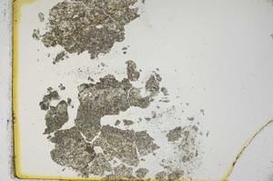 Plane Polarized, S13297