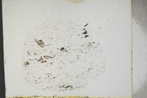 Plane Polarized, S13298