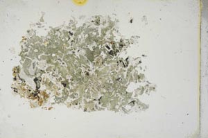 Plane Polarized, S13299