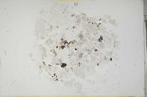 Plane Polarized, S13300