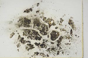 Plane Polarized, S13329