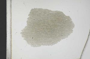 Plane Polarized, S13354