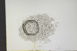 Plane Polarized, S13358