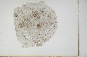 Plane Polarized, S13372