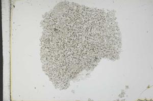 Plane Polarized, S13394