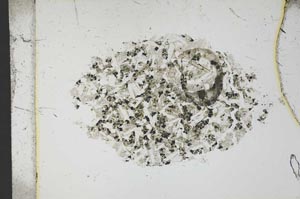 Plane Polarized, S13396