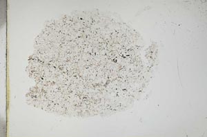 Plane Polarized, S13427