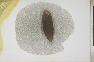Plane Polarized, S13439