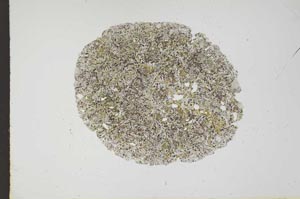 Plane Polarized, S13488/A