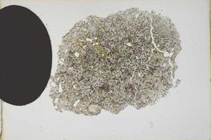 Plane Polarized, S13488/B