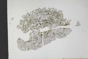 Plane Polarized, S13489