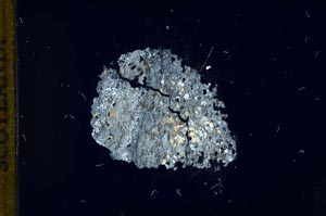 Cross Polarized, S13493