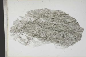Plane Polarized, S13509