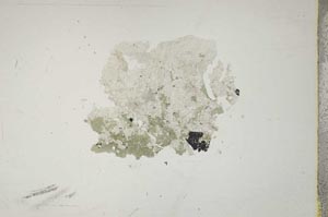 Plane Polarized, S13570