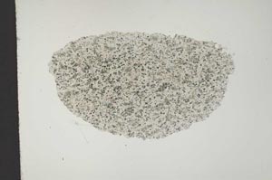 Plane Polarized, S13577