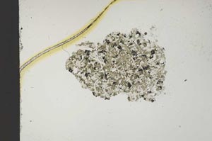 Plane Polarized, S13581
