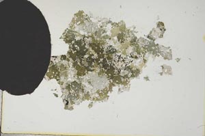 Plane Polarized, S13584