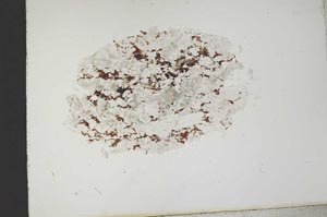 Plane Polarized, S13593