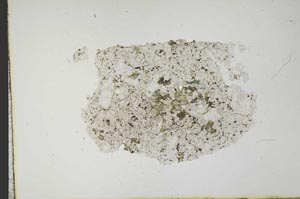 Plane Polarized, S13595