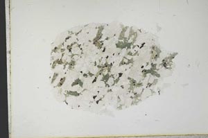 Plane Polarized, S13597