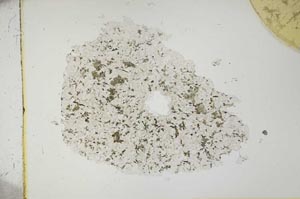 Plane Polarized, S13598