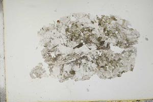 Plane Polarized, S13599