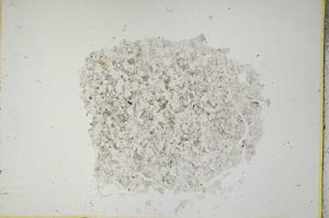 Plane Polarized, S13610