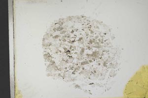 Plane Polarized, S13613