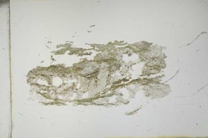 Plane Polarized, S13616