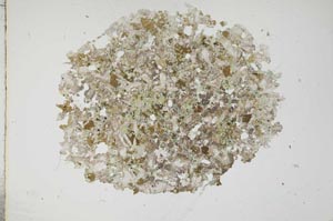 Plane Polarized, S13621