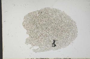 Plane Polarized, S13623