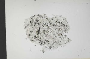 Plane Polarized, S13647