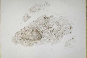 Plane Polarized, S13657