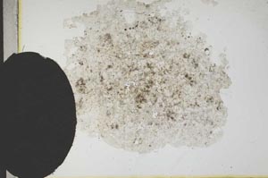 Plane Polarized, S13660