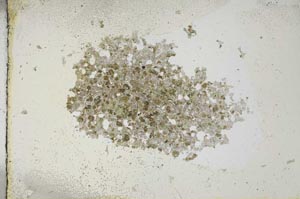 Plane Polarized, S13662