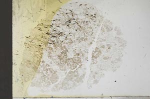 Plane Polarized, S13665