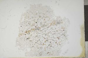 Plane Polarized, S13667