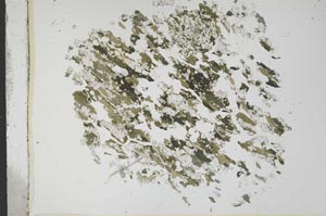 Plane Polarized, S13668