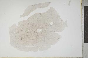 Plane Polarized, S13670