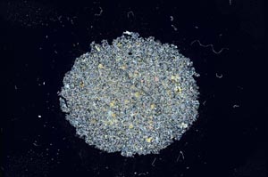 Cross Polarized, S13674