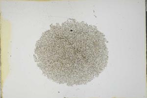 Plane Polarized, S13674