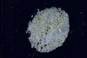 Cross Polarized, S13675