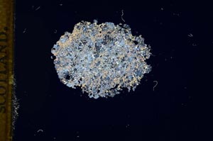 Cross Polarized, S13677