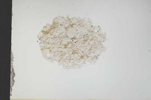 Plane Polarized, S13677