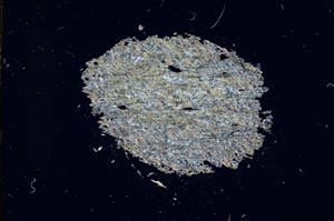 Cross Polarized, S13678