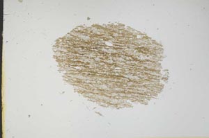 Plane Polarized, S13678